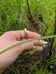 Sisyrinchium albidum