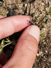 Githopsis diffusa robusta