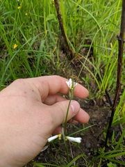 Sisyrinchium albidum