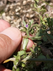 Githopsis diffusa robusta