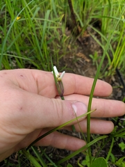 Sisyrinchium albidum