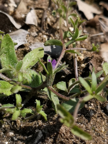Image of Githopsis diffusa by (c) Jordan Zylstra, some rights reserved (CC BY)