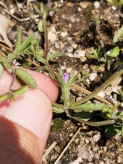 Githopsis diffusa robusta