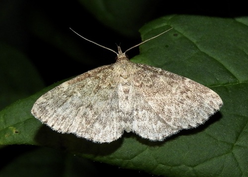 Appalachian Idia photo 4