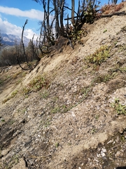 Githopsis diffusa robusta