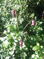 Clematis pitcheri