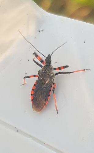 Rhynocoris annulatus