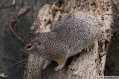 Notocitellus adocetus