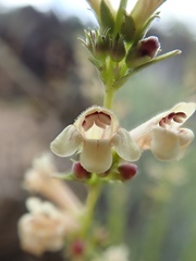 Penstemon deustus