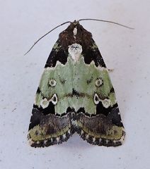 Bryolymnia marti
