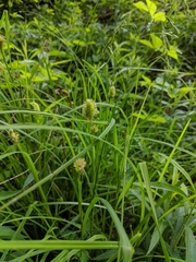 Carex squarrosa