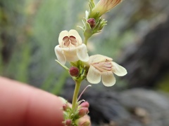 Penstemon deustus