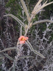 Sphaeralcea hastulata