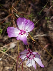 Clarkia cylindrica