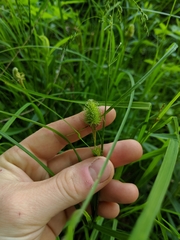 Carex squarrosa
