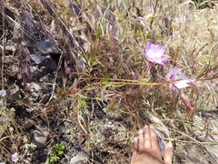 Clarkia cylindrica