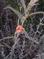 Sphaeralcea hastulata