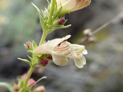 Penstemon deustus