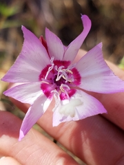 Clarkia cylindrica