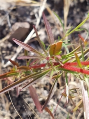 Clarkia cylindrica