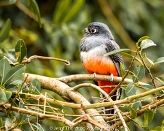 Trogon curucui