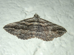 Chrysolarentia severata