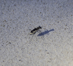 Ellipsoptera wapleri