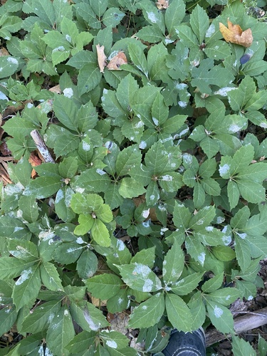 iNaturalist observation photo of Virginia creeper