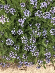 Amsonia tabernaemontana