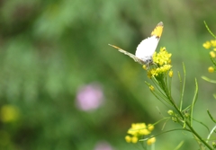 Anthocharis julia sulfuris