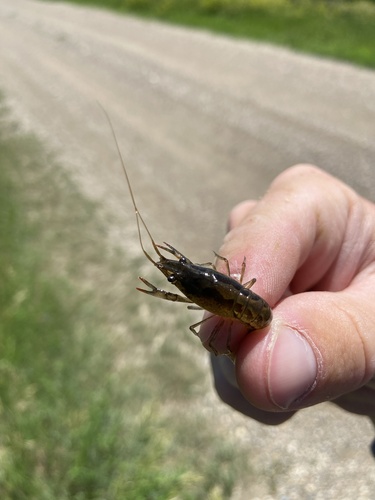 Calico Crayfish