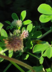 Lotus rectus, photograph Darío Estraviz López, CC BY, iNaturalist via GBIF