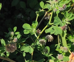 Lotus rectus, photograph Darío Estraviz López, CC BY, iNaturalist via GBIF