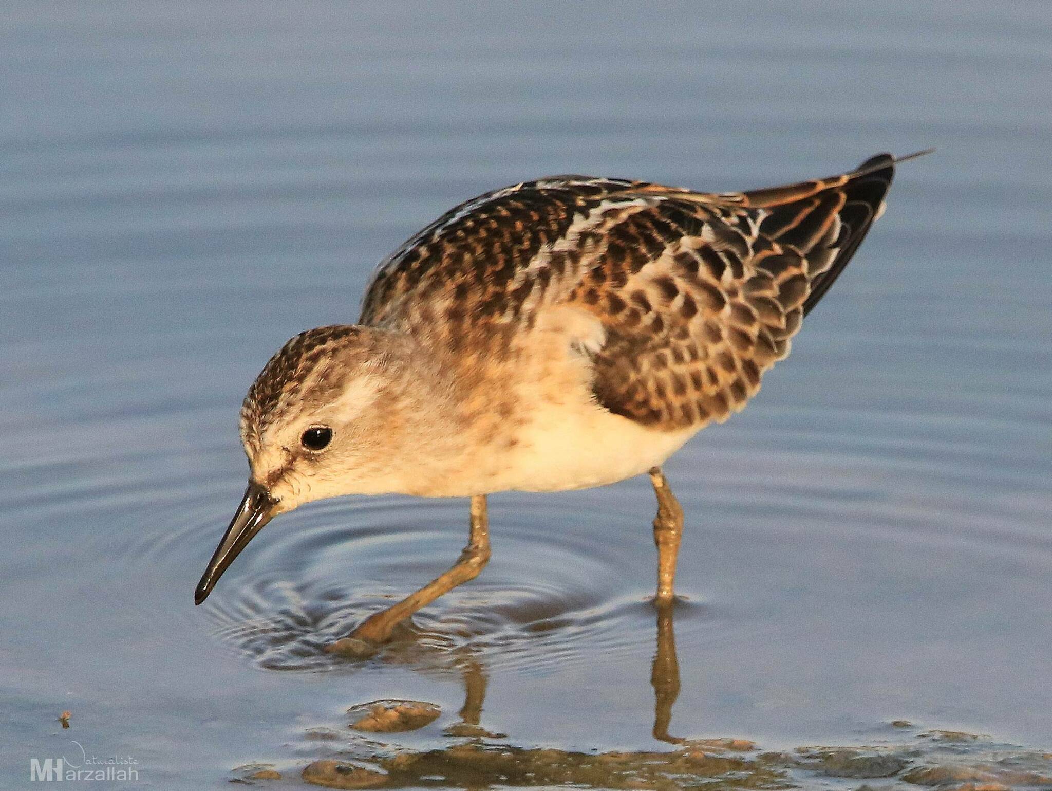Little Stint (Calidris minuta)