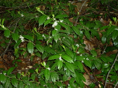 Ilex spinigera