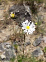 Erigeron dolomiticola