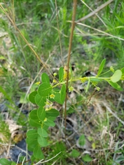 Phyllanthopsis phyllanthoides