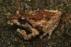 Haycock Bubble-Nest Frog photo 1
