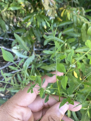 iNaturalist observation photo of Chinese pistache