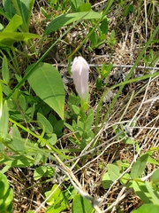 Spigelia alabamensis