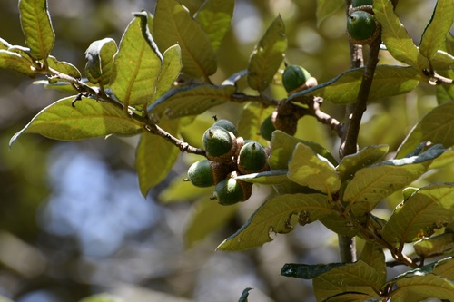 Quercus × dysophylla