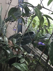 Dichorisandra penduliflora