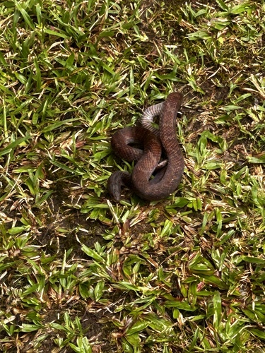 Photo of a Giant Ground Snake (Atractus gigas)