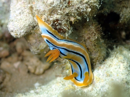 Photo of Coleman's chromodoris (Chromodoris colemani)