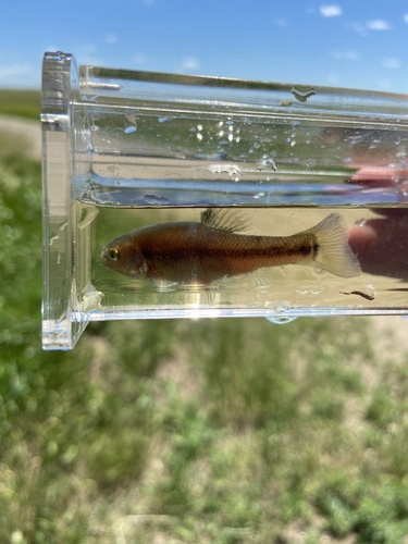 Fathead Minnow