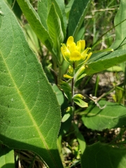 Castilleja kraliana