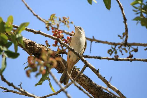 Western Orphean Warbler (Curruca hortensis), photo 10