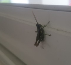 Syntomacris guttulosa