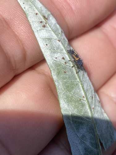 iNaturalist observation photo of Asian Lady Beetle