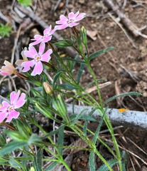 Phlox amabilis